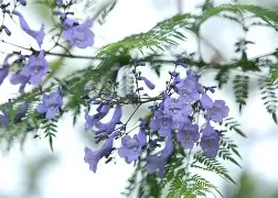 火博体育平台 -萾塠廍w?籭櫏垀(鎯犳櫘m233sdw)